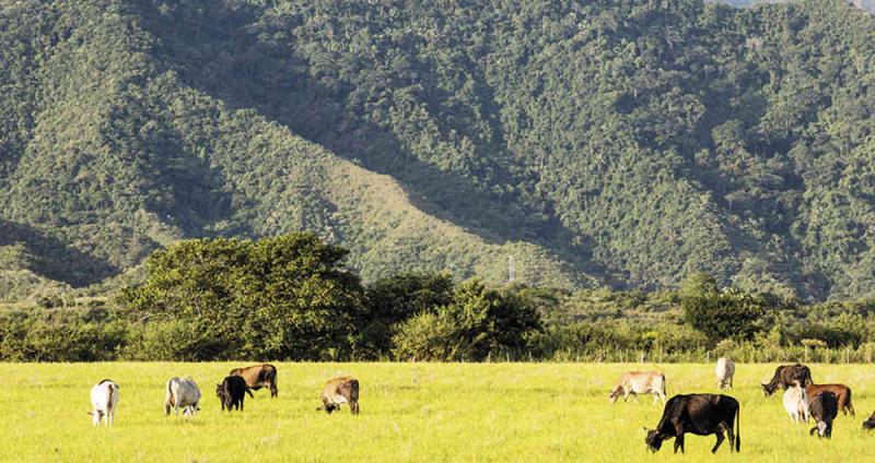 Fondo Verde del Clima y el IICA pondrán en marcha programa conjunto para mitigar aporte de ganadería de las Américas al cambio climático
