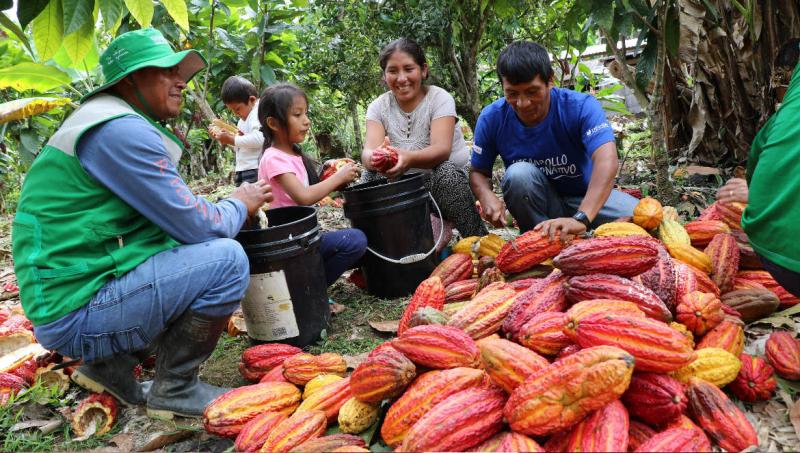 Fortalecen capacidades a productores de cacao en Puno, Cusco y Madre de Dios