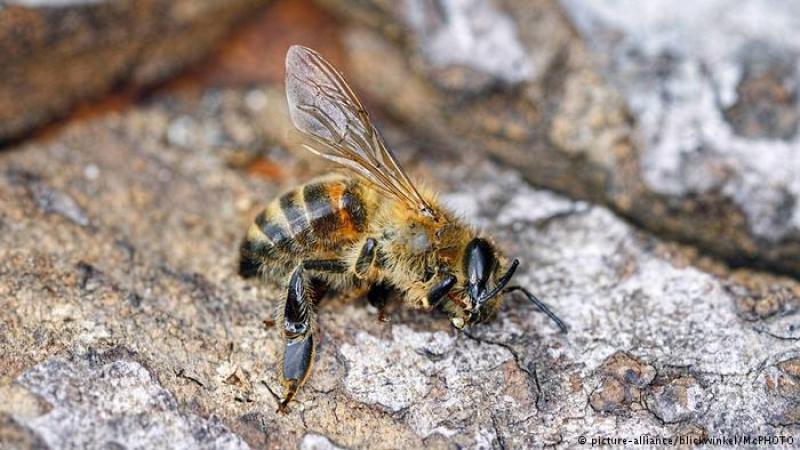 Francia prohíbe insecticidas que afectan a las abejas