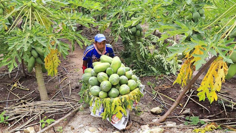 Frutas y verduras en Perú tienen un gran impacto en la generación de empleo y de divisas contribuyendo al desarrollo económico y sostenible