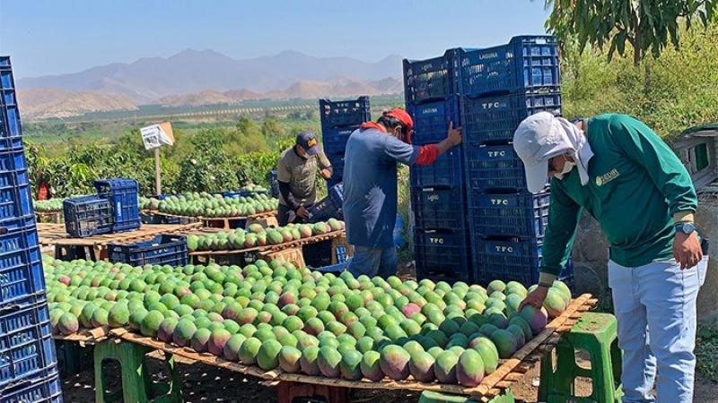 Fuerte recuperación en el volumen de mango exportado de Perú