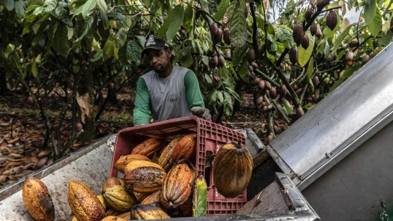 Ghana reduce pronóstico de la cosecha de cacao 2024-2025 por situación meteorológica