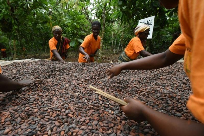 Ghana y Costa de Marfil suspenden sus ventas de cacao en busca de un precio justo