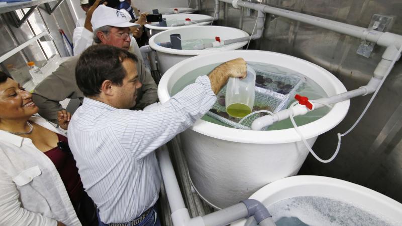 Giuffra: No habrá incentivos tributarios para la acuicultura