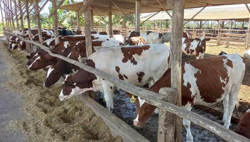 Gloria brindará apoyo a ganaderos lecheros con alimento para bovinos