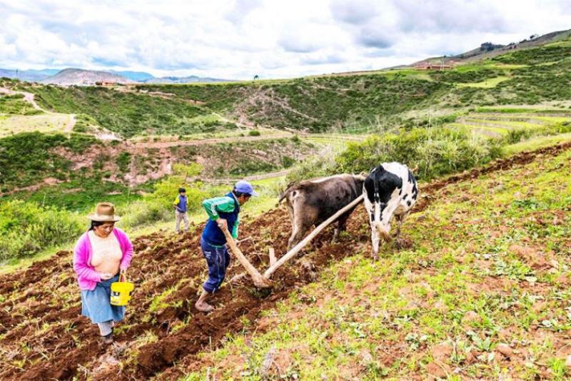 Gobierno autoriza a Agrobanco dar créditos a agricultores y ganaderos con deudas vencidas