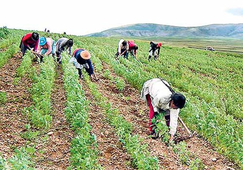 Gobierno crea Mesa de Diálogo con gremios de agricultores