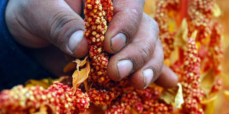 Gobierno debe tener mayor decisión para promover consumo de granos andinos