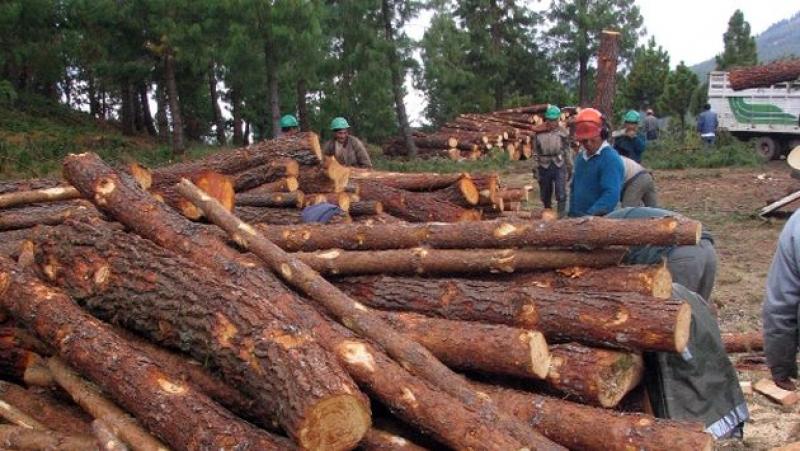 Gobierno debe trabajar con privados para desarrollar sector forestal