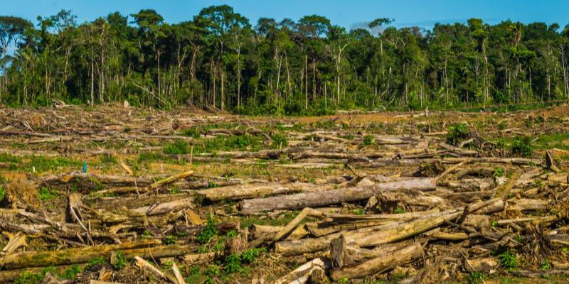 Gobierno en disputa con United Cacao por las plantaciones de palma aceitera