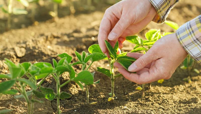 Gobierno exoneró el 100% del IGV a los fertilizantes para impulsar Agricultura Familiar