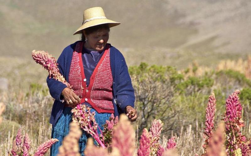 Gobierno Regional de Puno niega presupuesto para Congreso Mundial de la Quinua