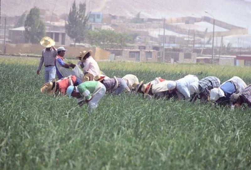 GORE AREQUIPA QUIERE AMPLIAR FRONTERA AGRÍCOLA DE LA JOYA - SAN ISIDRO