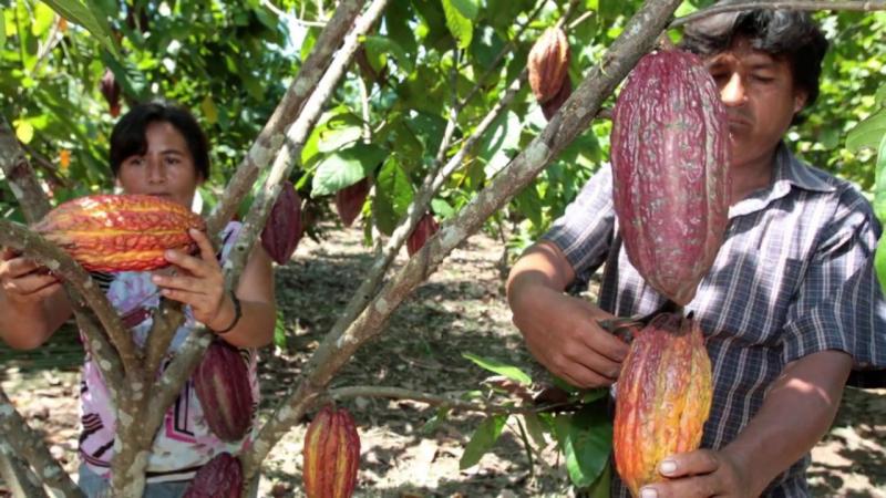 Gore San Martín y Devida ejecutarán proyecto para prevenir incidencia de cadmio en el cacao