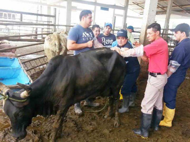 GRALL formó técnicos en inseminación artificial de ganado vacuno