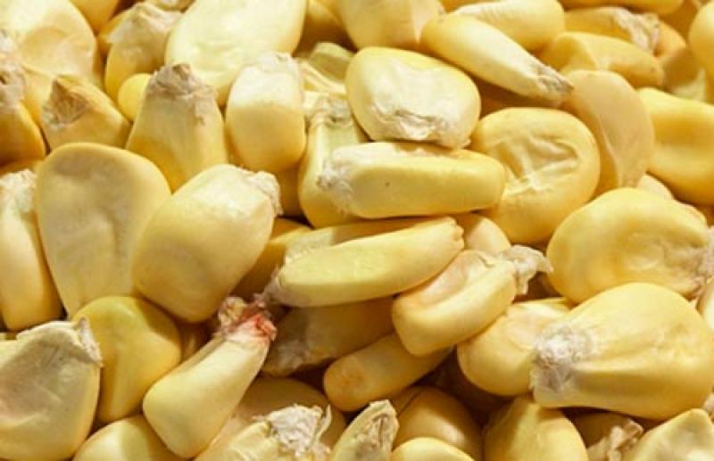 Granos Agrícolas del Perú espera despachar mensualmente entre 60 y 80 toneladas de maíz gigante del Cusco a Canadá