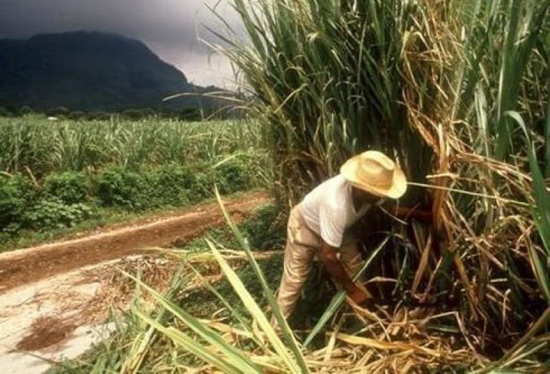 GREMIO COLOMBIANO DENUNCIA QUE AZÚCAR IMPORTADA DE PERÚ Y BOLIVIA ES INSALUBRE 