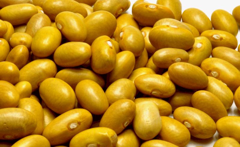 Grupo Cintar abastece casi con el 50% del total de la importación peruana de frejol canario