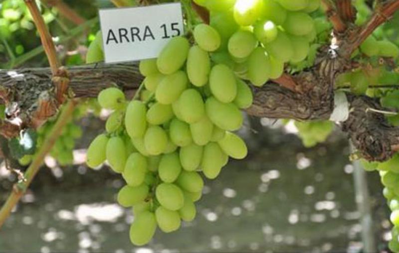Grupo Oppenheimer importará uvas de Perú al mercado norteamericano