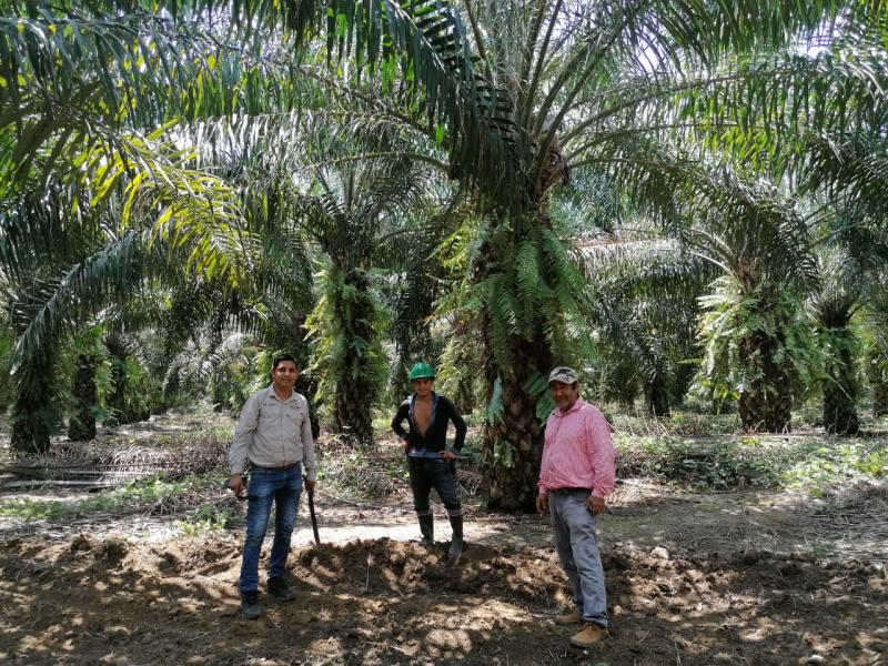 Grupo Palmas impulsa la primera red de palmicultores sostenibles del Perú
