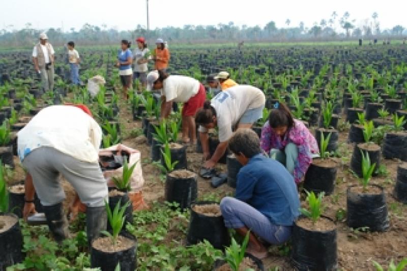 GRUPO ROMERO ESPERA SEMBRAR 25 MIL HAS DE PALMA ACEITERA HASTA EL 2016