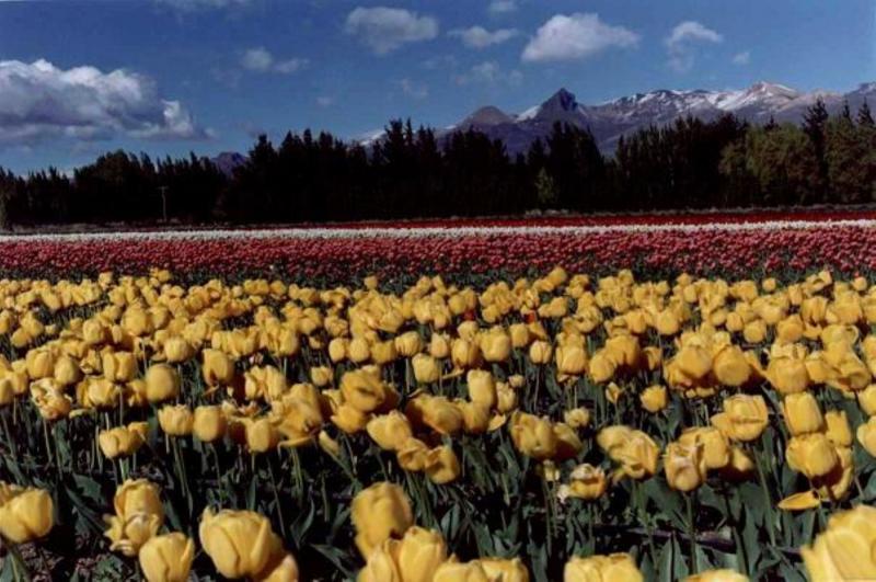 GRUPO TÉCNICO DE CUARENTENA VEGETAL DEL COSAVE SE REÚNE EN LIMA