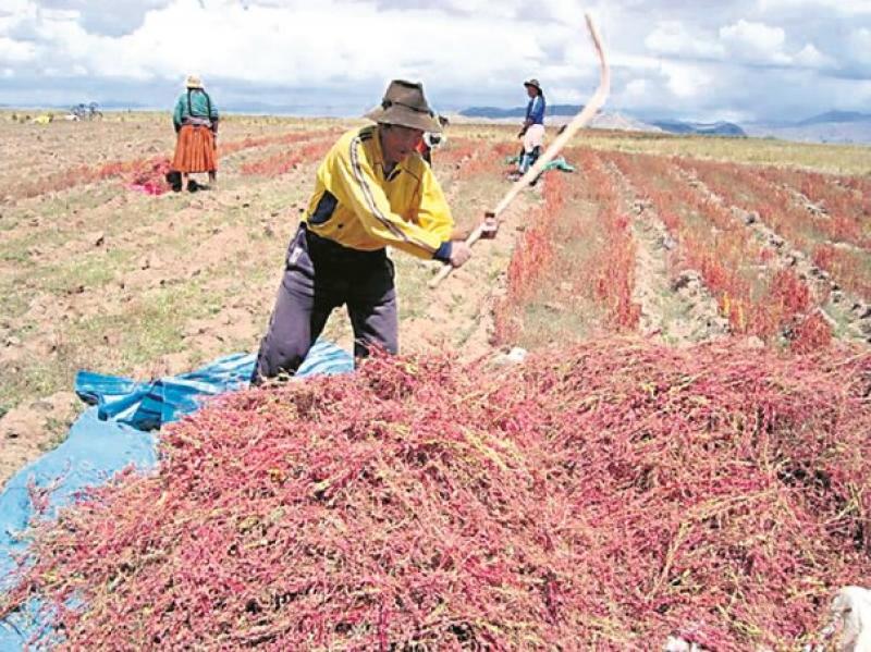 Hace tres años el Gobierno nos mal informó a 100 mil productores de quinua y nos hizo quebrar