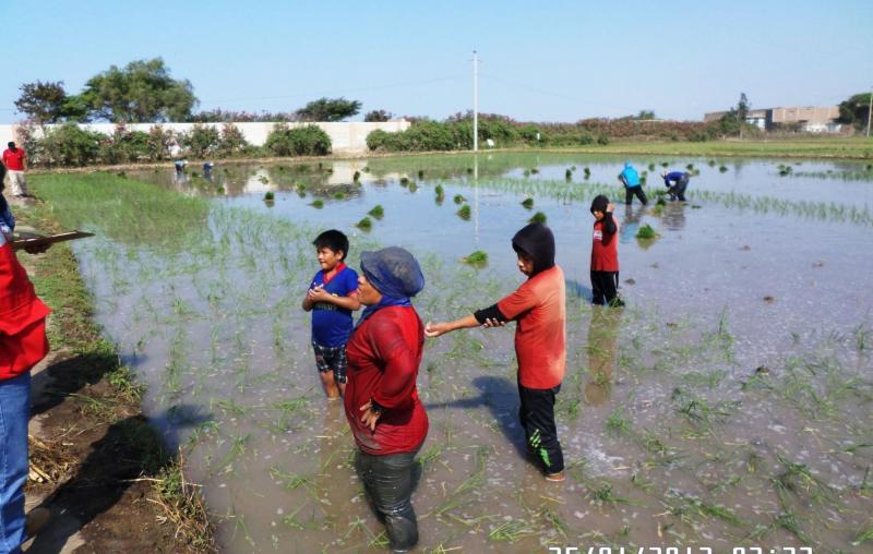 HALLAN A NIÑOS LABORANDO EN CAMPOS DE CULTIVO DE MONSEFÚ Y OLMOS