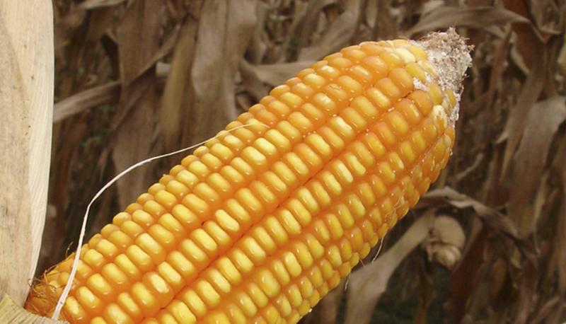 Hasta marzo, importaciones de maíz amarillo duro sumaron US$ 188 millones