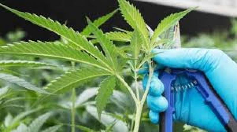 Hay interés de laboratorios extranjeros, universidades y entidades estatales en importar semillas de cannabis