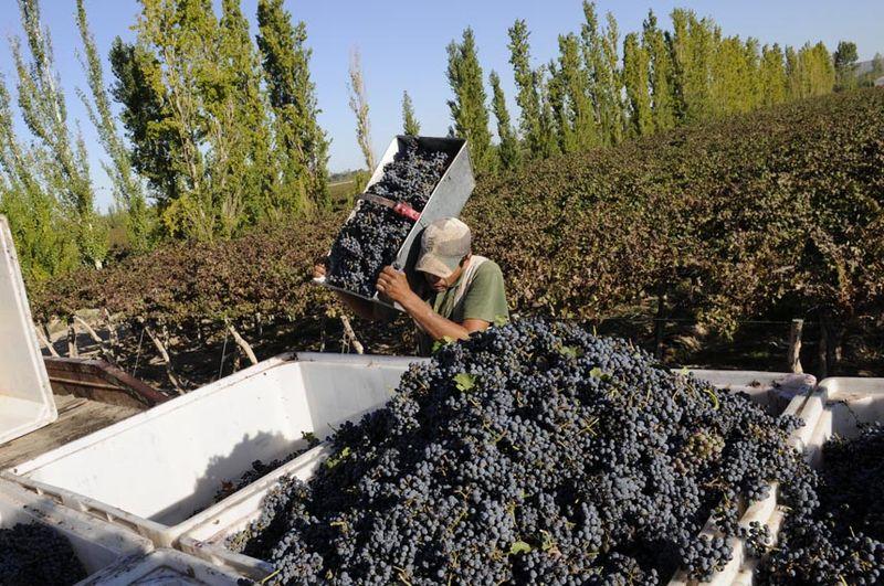 HECTÁREAS DE UVA DE MESA CRECIERON 150% EL ÚLTIMO AÑO, EN PIURA