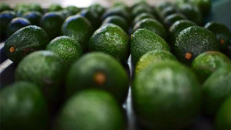 Históricamente, 2018 es el peor año de las exportaciones de palta Hass peruana