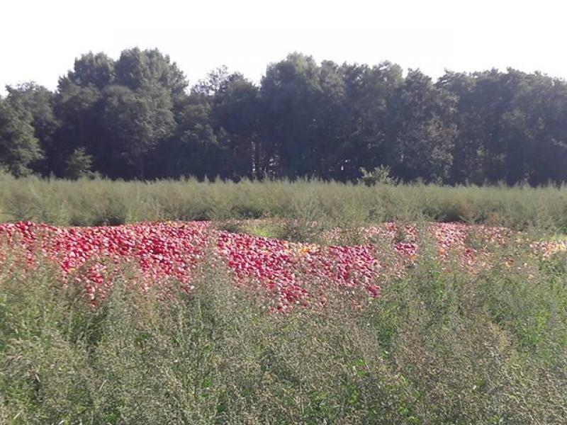 Holanda: agricultor desecha un millón de pimientos perfectamente comestibles solo por feos