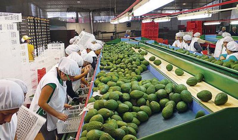 Holanda, Estados Unidos, España y Chile concentraron el 78% de las exportaciones peruanas de palta en 2021