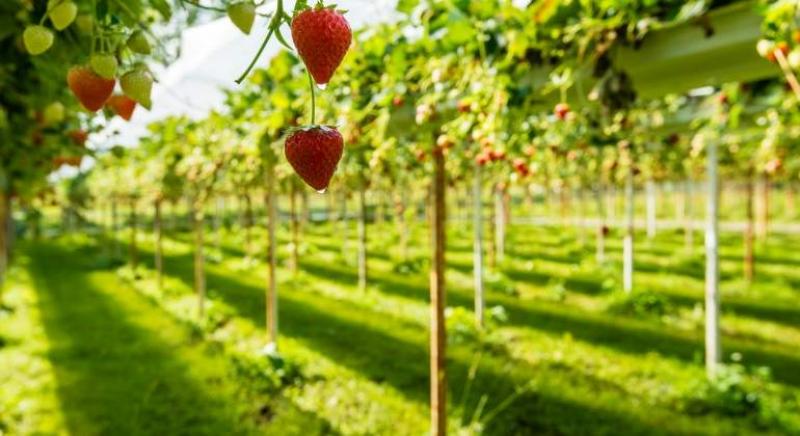 Holanda revoluciona la agricultura: exporta más alimentos que España y Francia juntas con métodos sostenibles