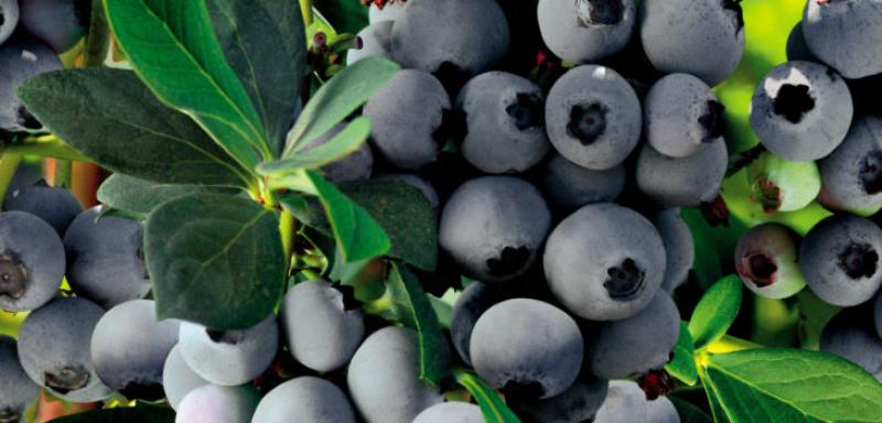 Hortifrut de Chile capturó el 25% del mercado mundial de berries y arándanos gracias a su fusión con peruana Talsa