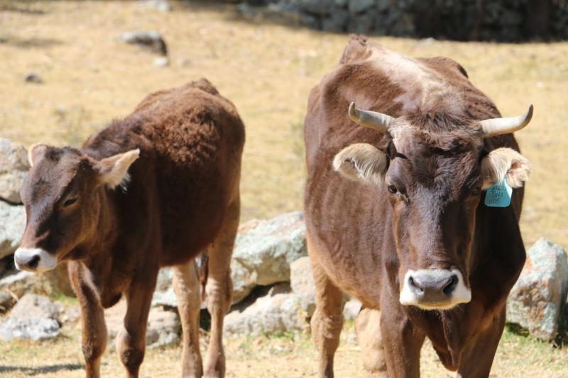 Huancavelica: DRAH subastará vacunos mejorados de la raza Brown Swiss