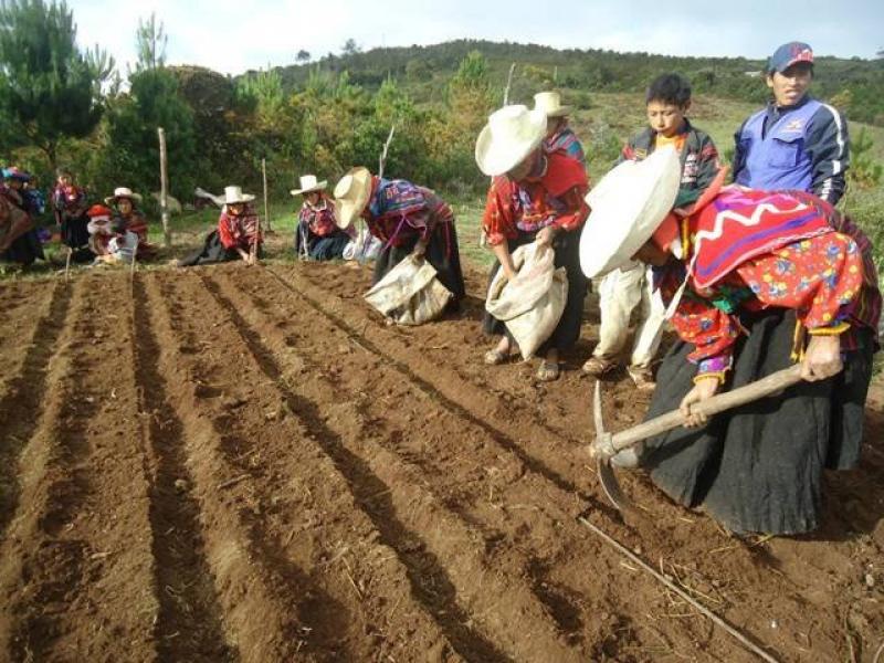 HUANCAVELICA: MÁS DE 13 MIL HAS DE CULTIVOS FUERON DAÑADAS POR MAL TIEMPO