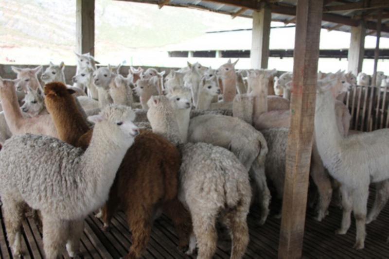 Huancavelica: proponen que el Estado compre producción de fibra de alpaca para distribuir en los programas sociales