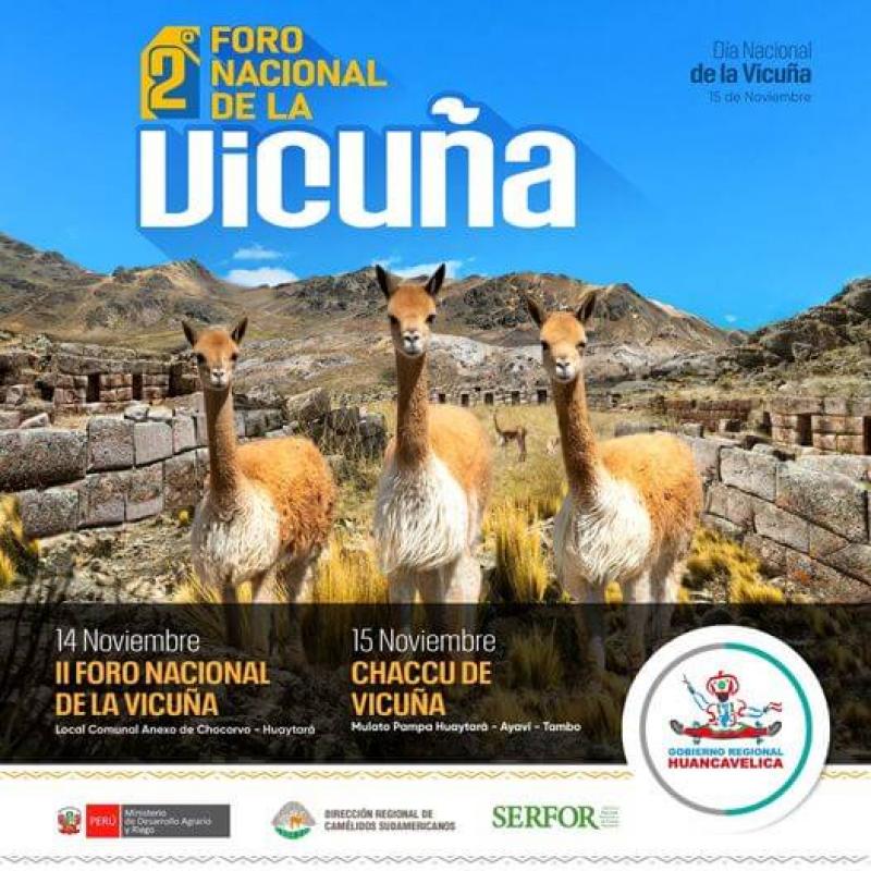 Huancavelica será sede del II Foro Nacional de la Vicuña