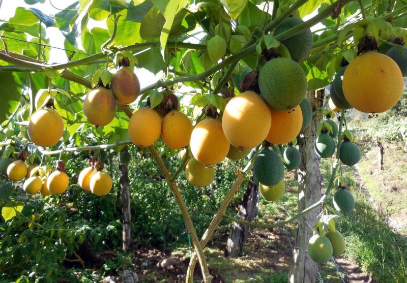 Huánuco apuesta por el cultivo de la granadilla para impulsar su agricultura