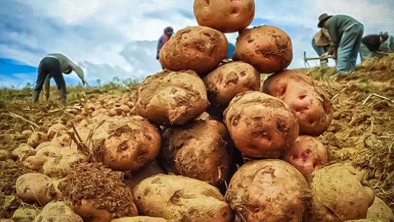 Huánuco, Cajamarca, Junín y Lima concentraron el 70% de la producción de papa