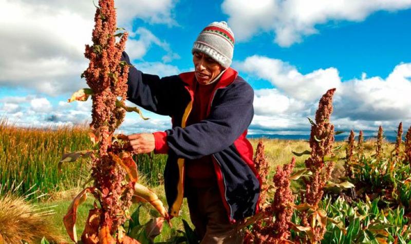 Huánuco: lanzan proyecto para promover producción de  quinua