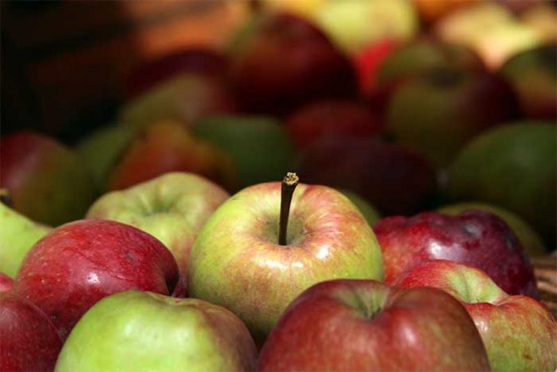 Huaraz: organizarán a más de 185 productores de manzana para asegurar su producción y comercialización