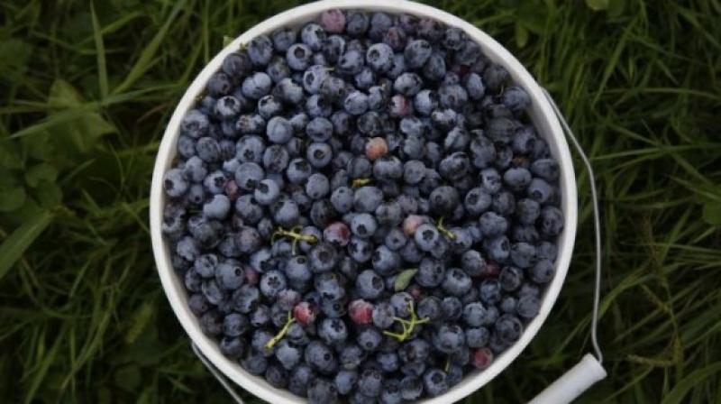 Huelga de estibadores y granizada golpean la exportación chilena de arándanos