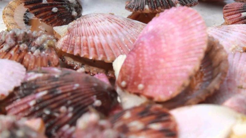 Ica: 540 pescadores artesanales se benefician con proyecto de cultivo de conchas de abanico en Pisco