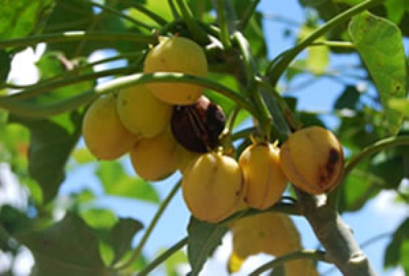 ICA DESARROLLA CULTIVOS DE PIÑÓN BLANCO 