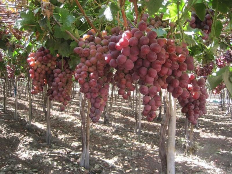 Ica exportaría entre 20 millones y 22 millones de cajas de uva esta campaña