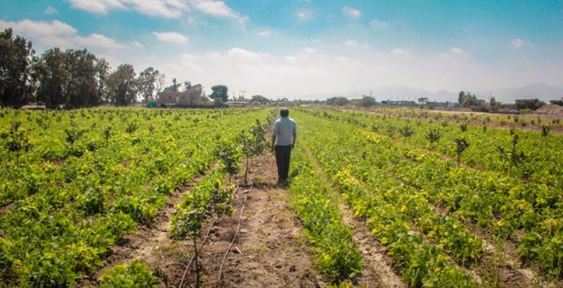 Ica: Minagri invierte más de S/ 11 millones en  reconversión de cultivos de algodón en granada, mandarina y palta