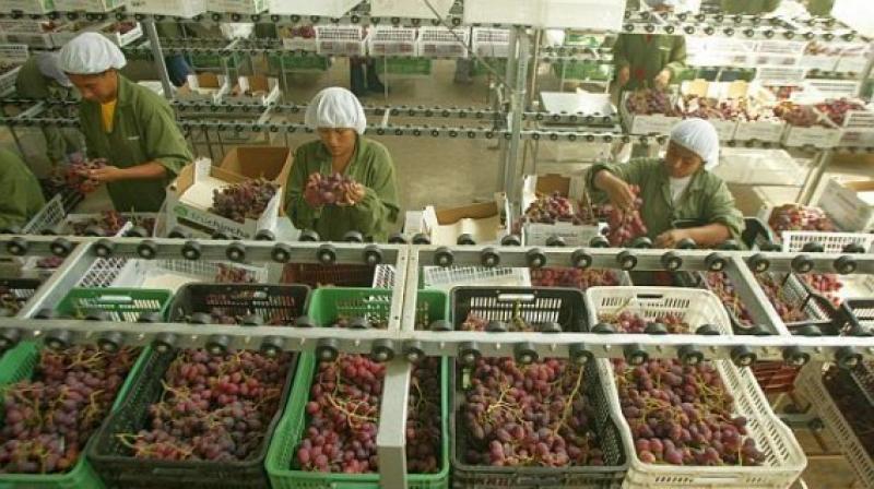 Ica y Piura lideraron las exportaciones de uva de mesa en 2018